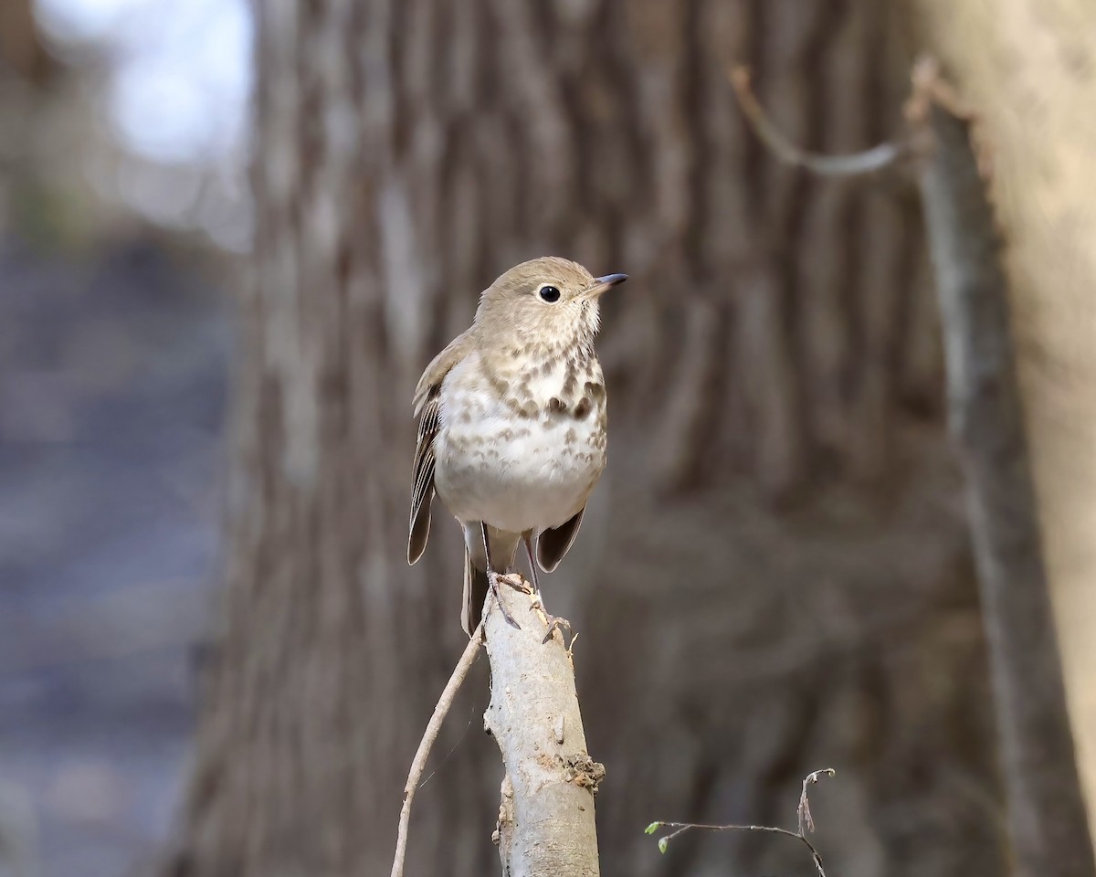 Hermit Thrush - ML616696856