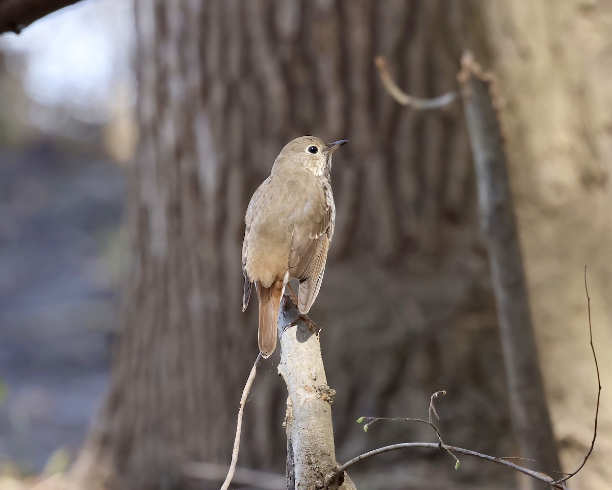 Hermit Thrush - ML616696857