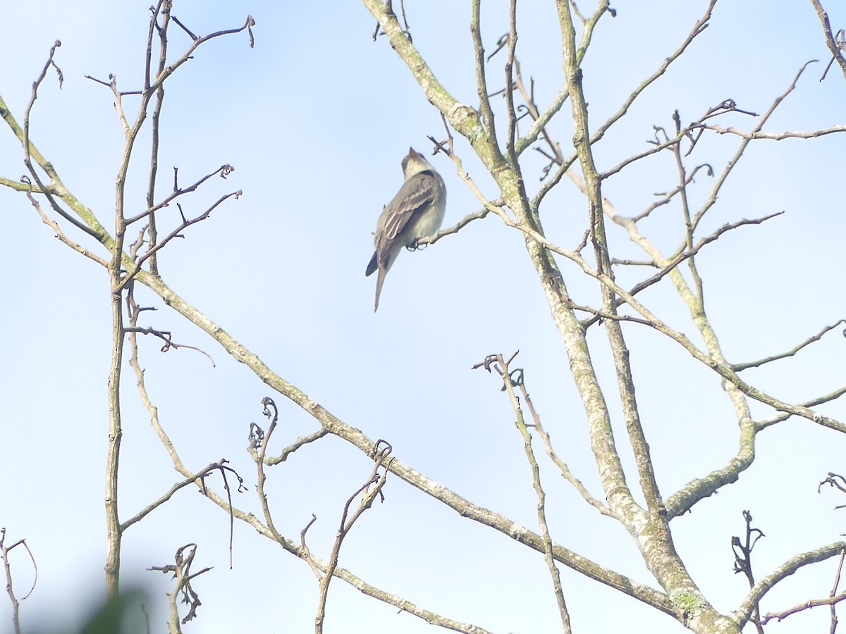 Eastern Wood-Pewee - ML616696867