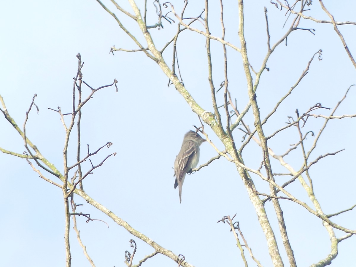 Eastern Wood-Pewee - ML616696868