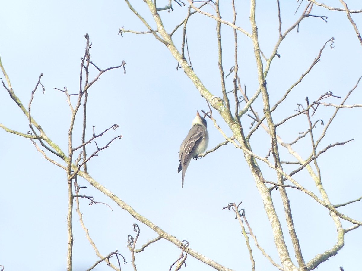 Eastern Wood-Pewee - Andrés Felipe