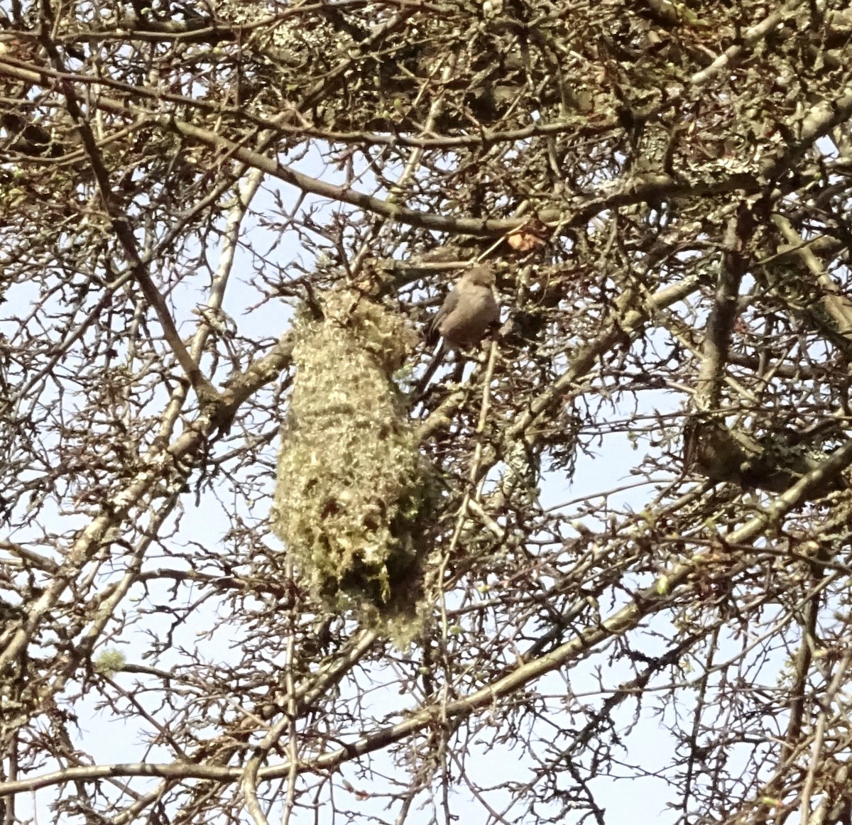 Bushtit - ML616696881