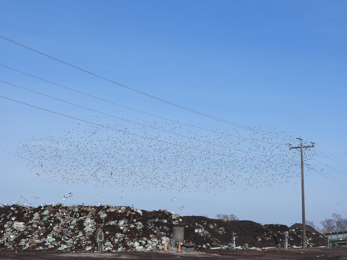 European Starling - ML616696896