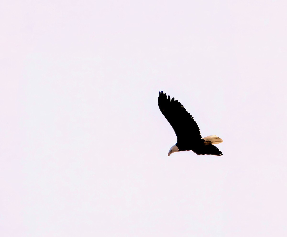 Bald Eagle - ML616696900