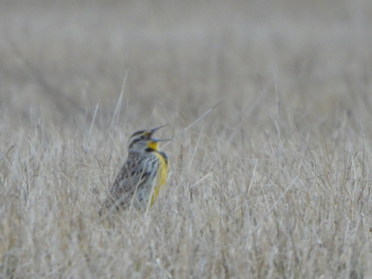 Western Meadowlark - ML616696923