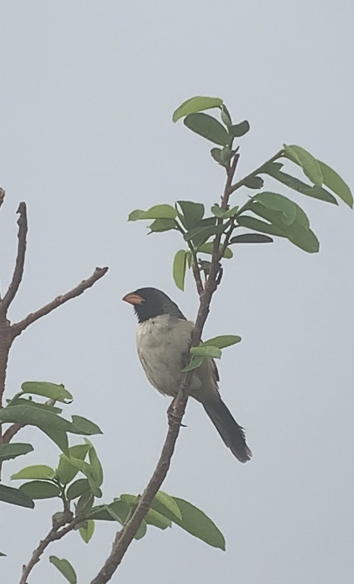 Black-throated Saltator - Michele Burnat