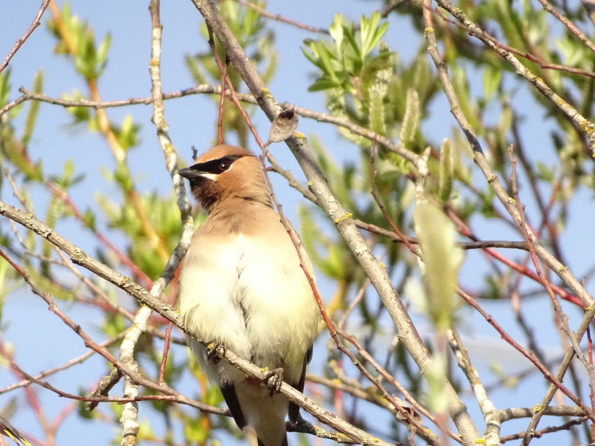 Cedar Waxwing - ML616696953