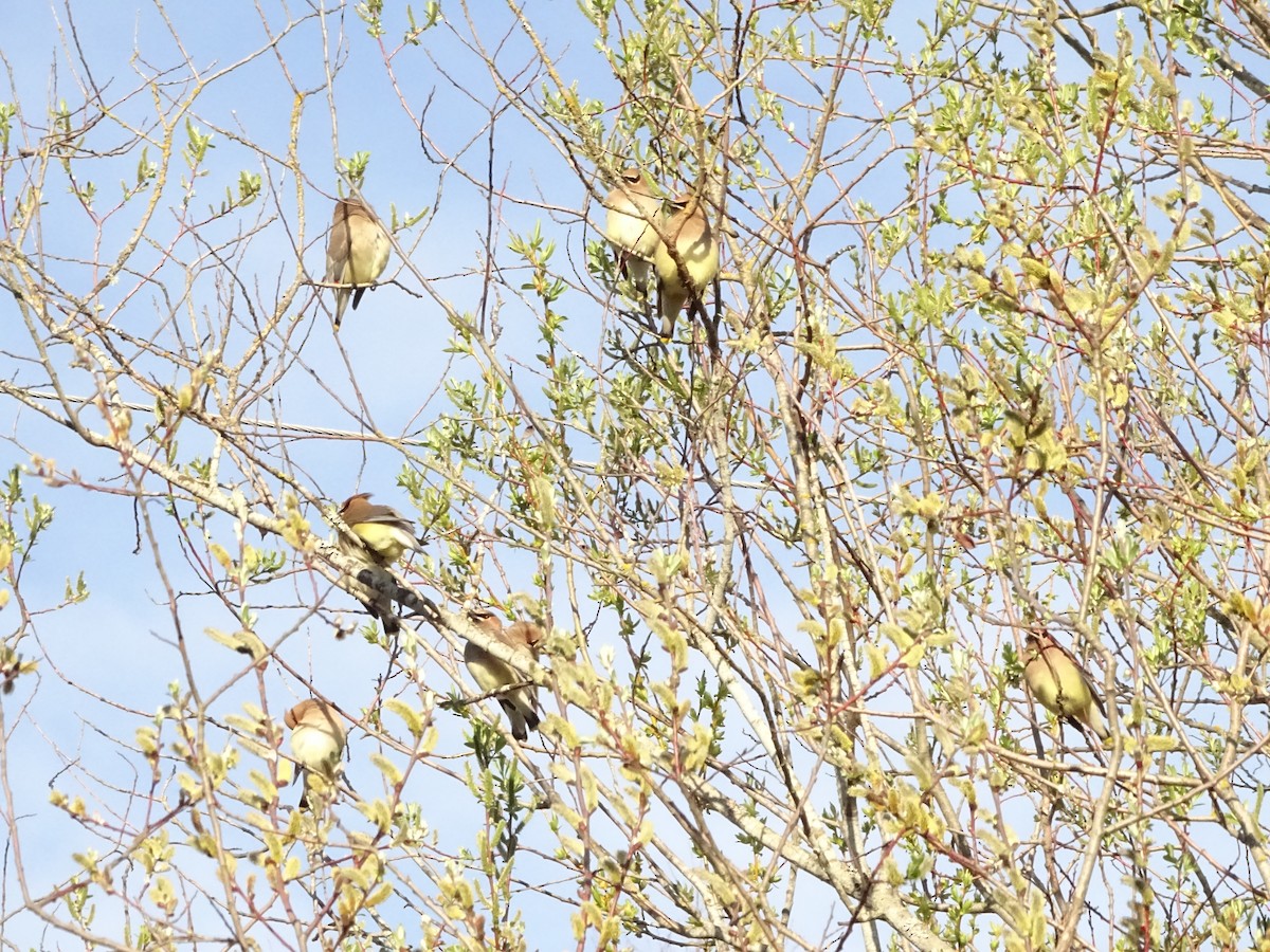 Cedar Waxwing - ML616696954