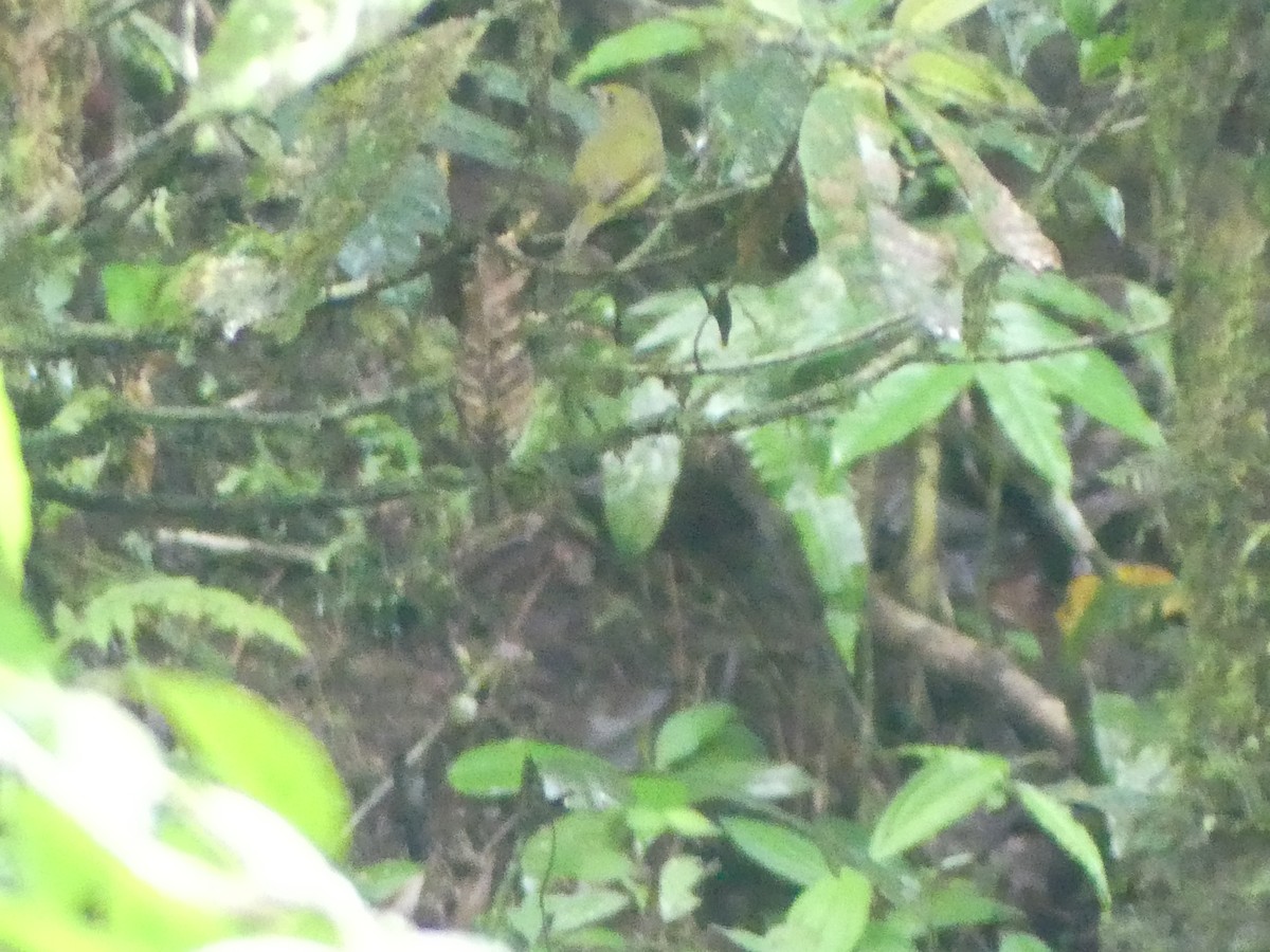 Golden-winged Manakin - Andrés Felipe