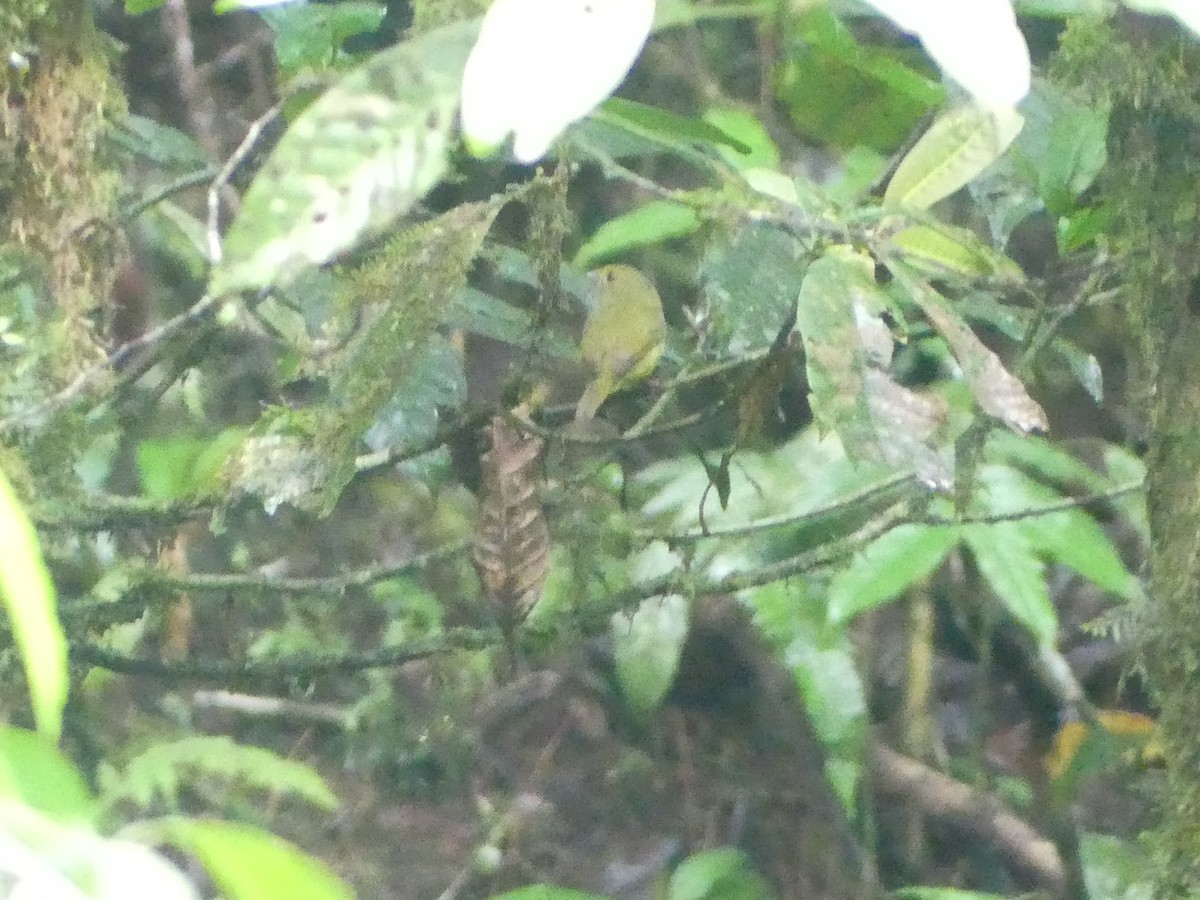 Golden-winged Manakin - Andrés Felipe