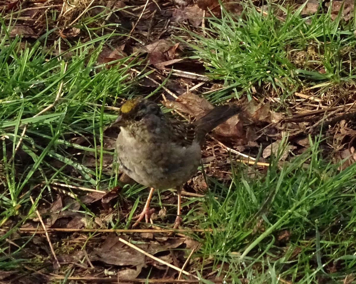 Golden-crowned Sparrow - ML616696983