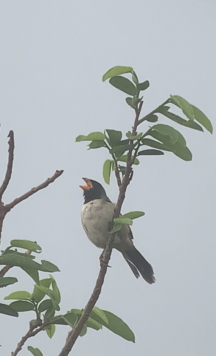 Black-throated Saltator - Michele Burnat