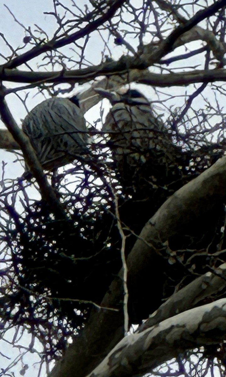 Yellow-crowned Night Heron - Joe Duris