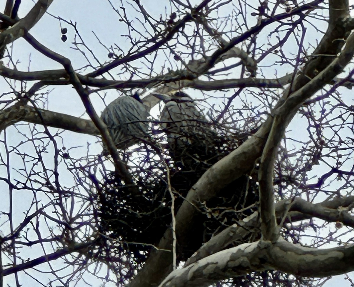 Yellow-crowned Night Heron - ML616697037