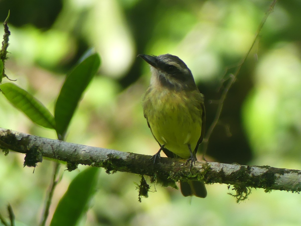 Golden-bellied Flycatcher - Andrés Felipe