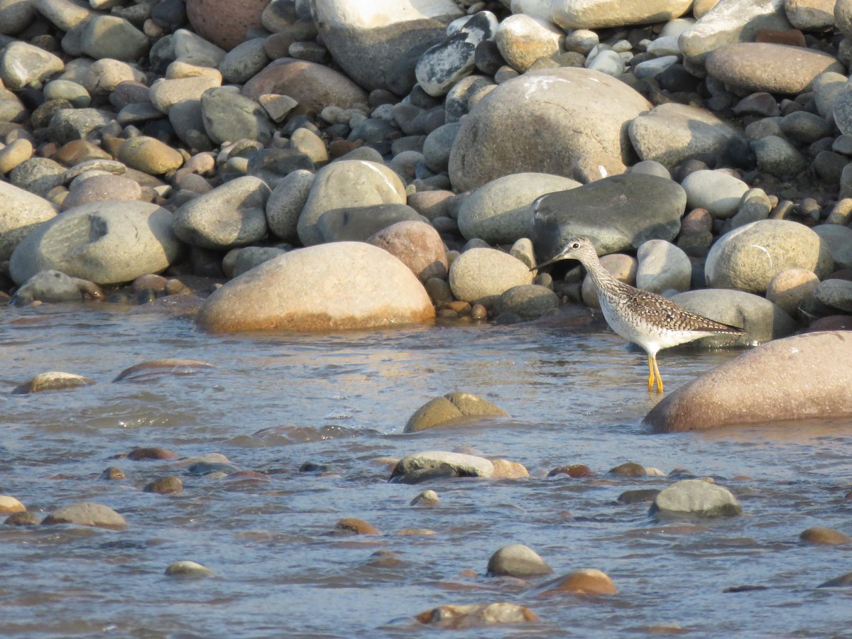 Lesser Yellowlegs - ML616697095