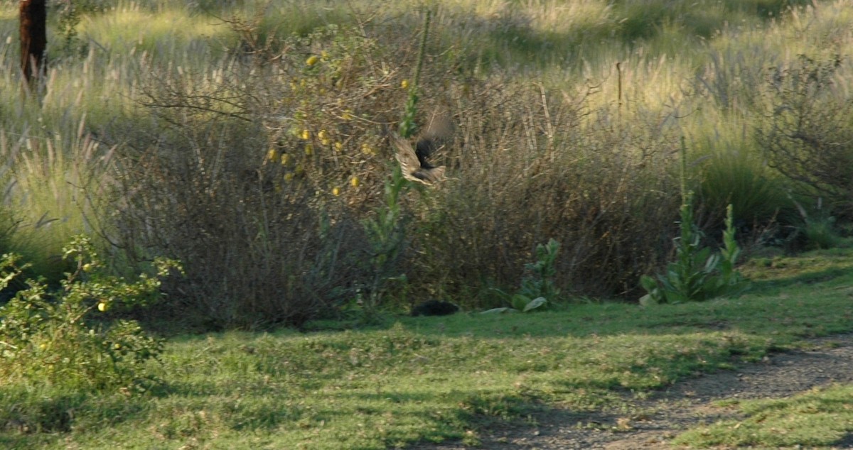 Erckel's Spurfowl - ML616697134