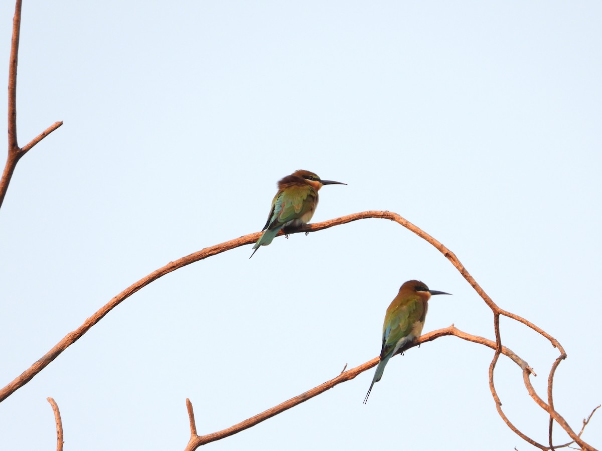 Blue-tailed Bee-eater - ML616697157