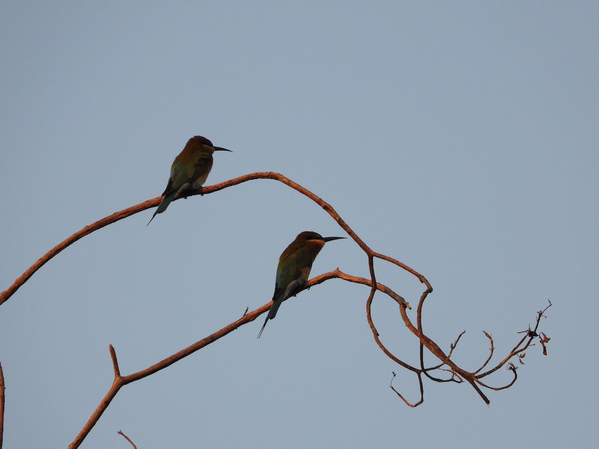 Blue-tailed Bee-eater - ML616697158