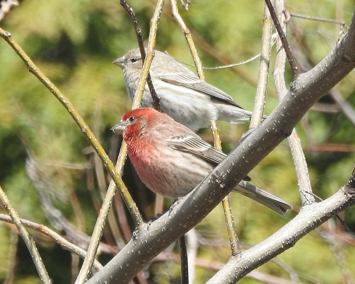 House Finch - ML616697172