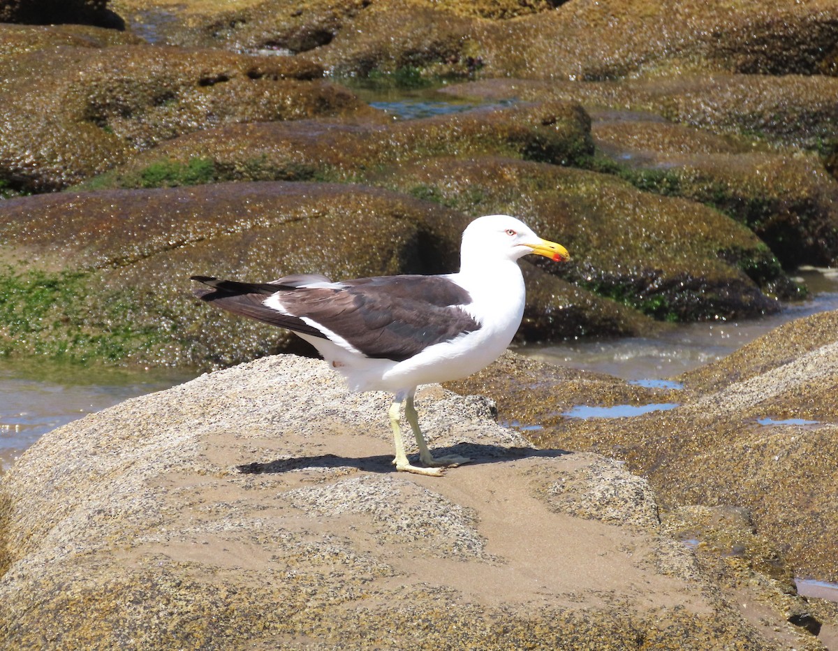 Gaviota Cocinera (dominicanus) - ML616697183