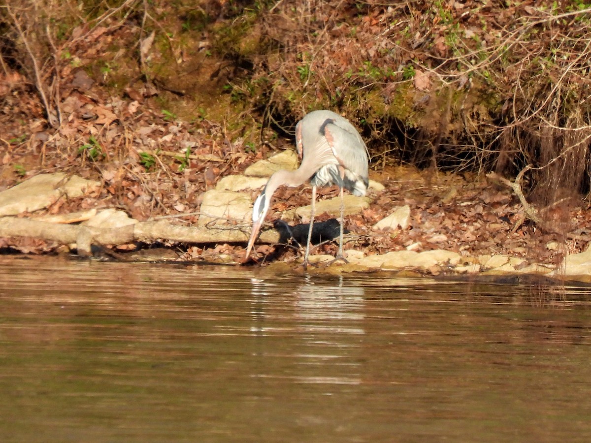 Great Blue Heron - ML616697188