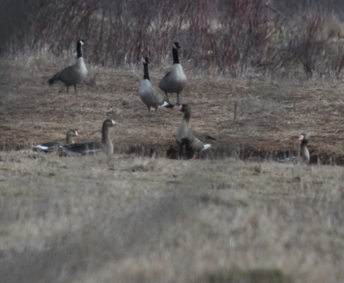 Greater White-fronted Goose - ML616697193