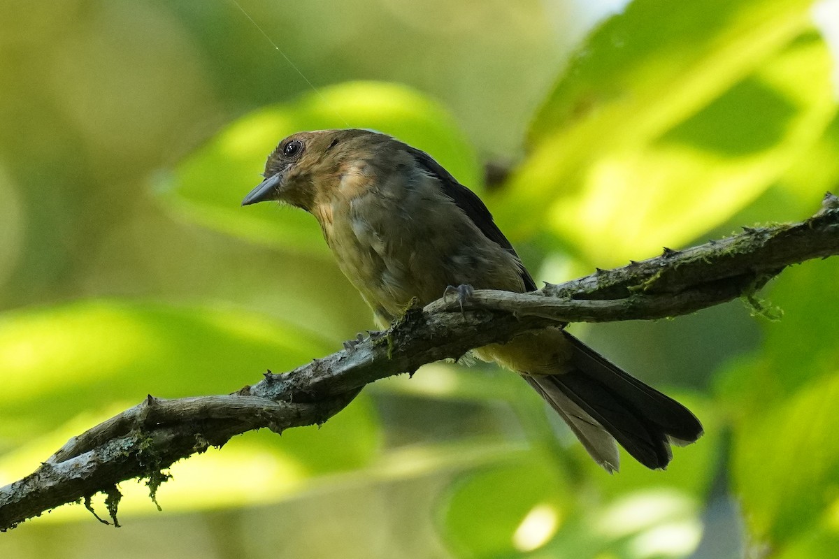 Black-goggled Tanager - ML616697226
