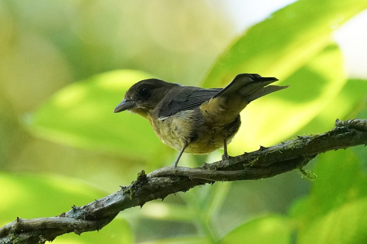 Black-goggled Tanager - ML616697227