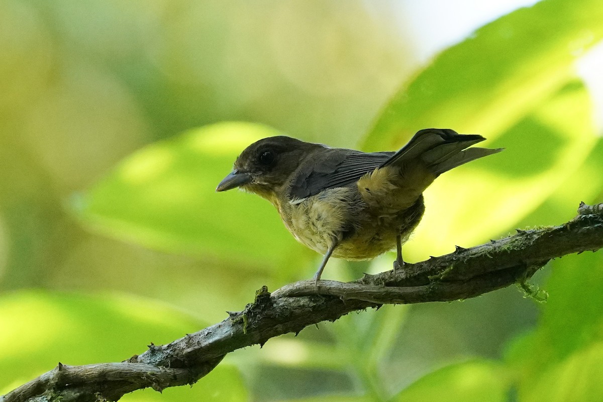 Black-goggled Tanager - ML616697228