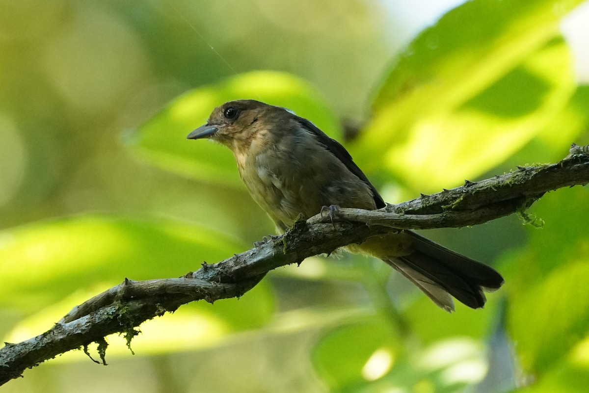 Black-goggled Tanager - ML616697229