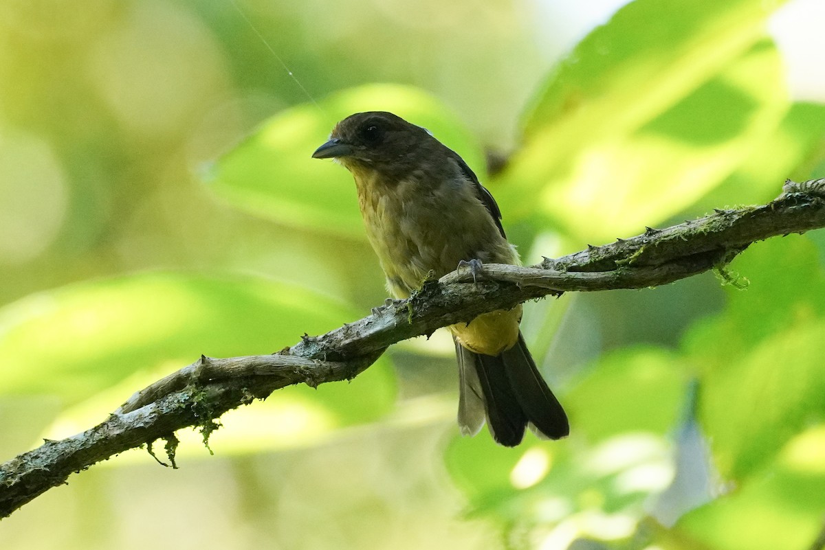 Black-goggled Tanager - ML616697230