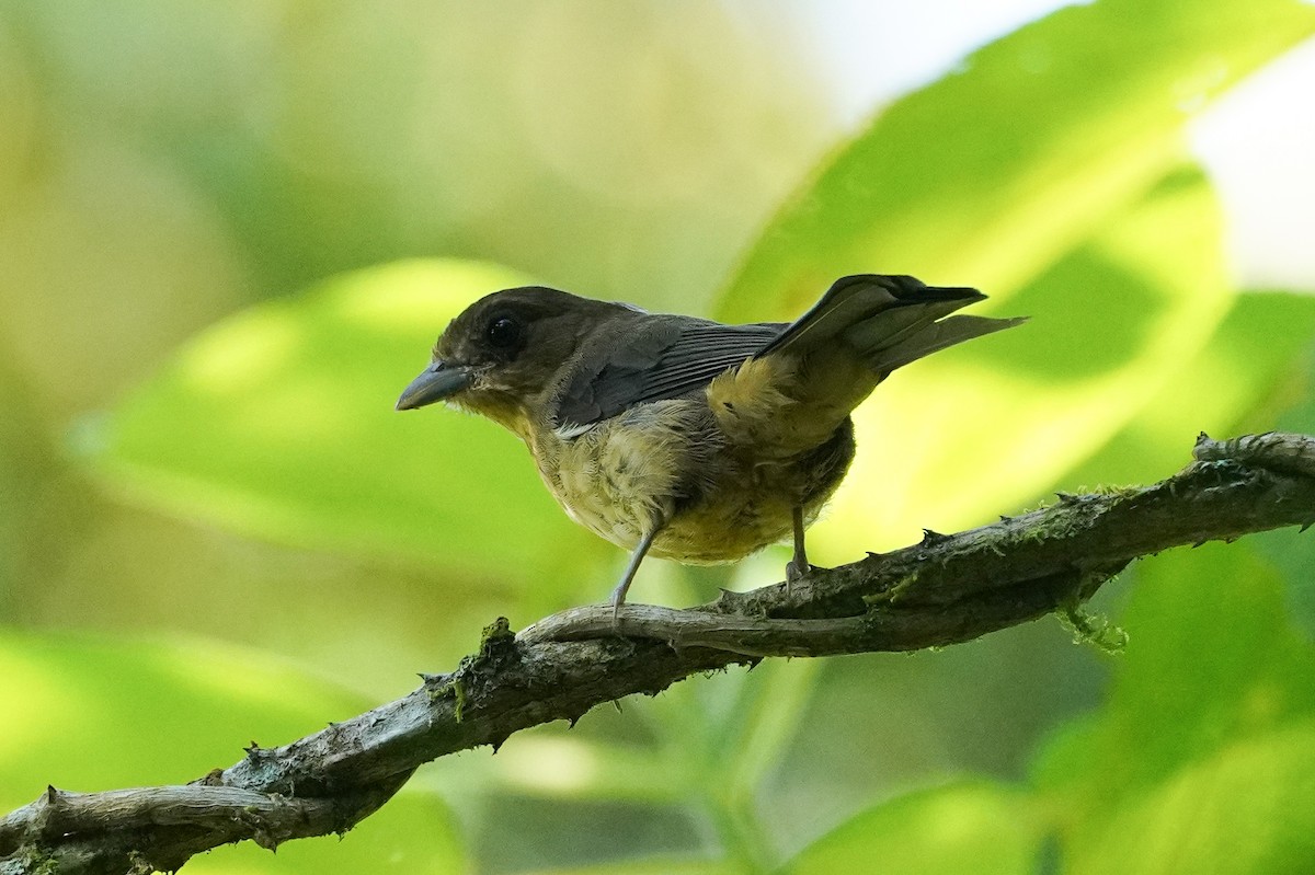 Black-goggled Tanager - ML616697231