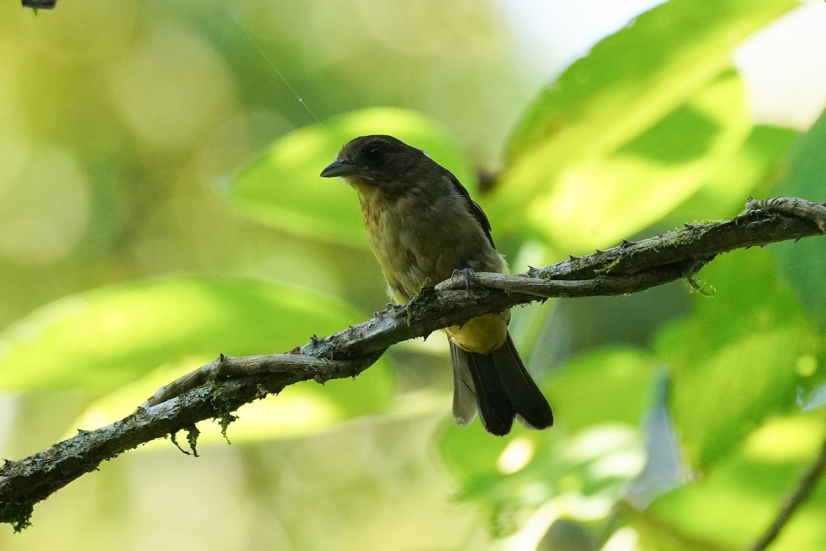 Black-goggled Tanager - ML616697232