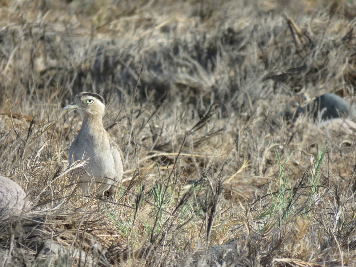 Peruvian Thick-knee - ML616697233