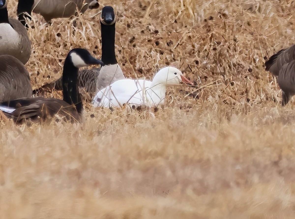 Snow Goose - ML616697240