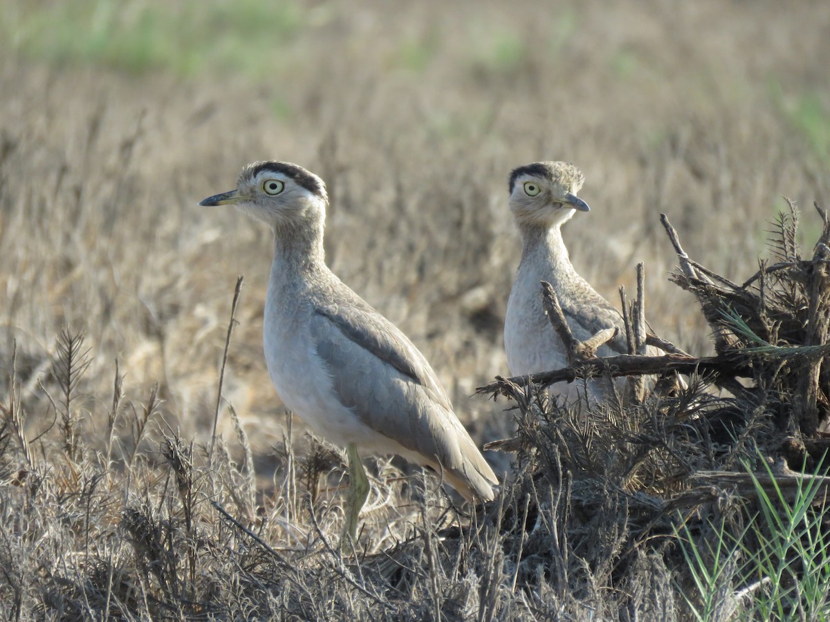 Peruvian Thick-knee - ML616697246