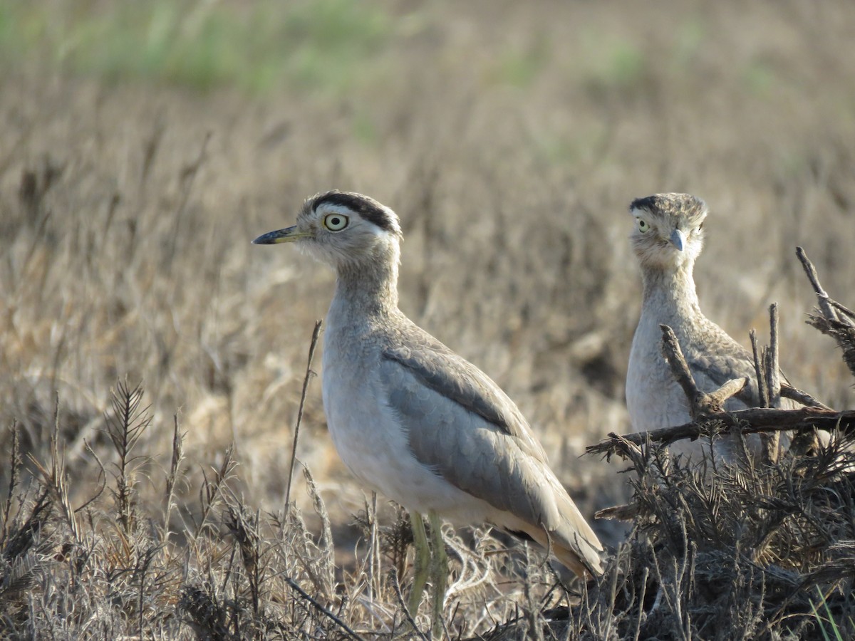 Peruvian Thick-knee - ML616697247