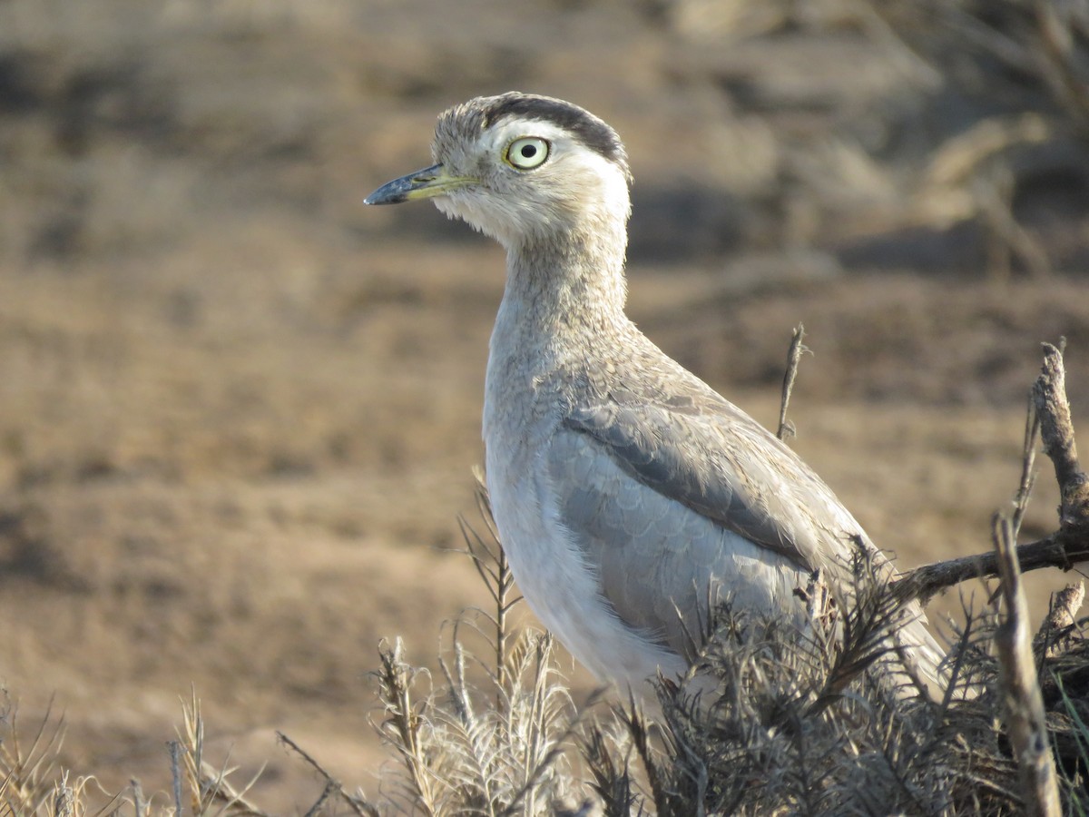 Peruvian Thick-knee - ML616697258