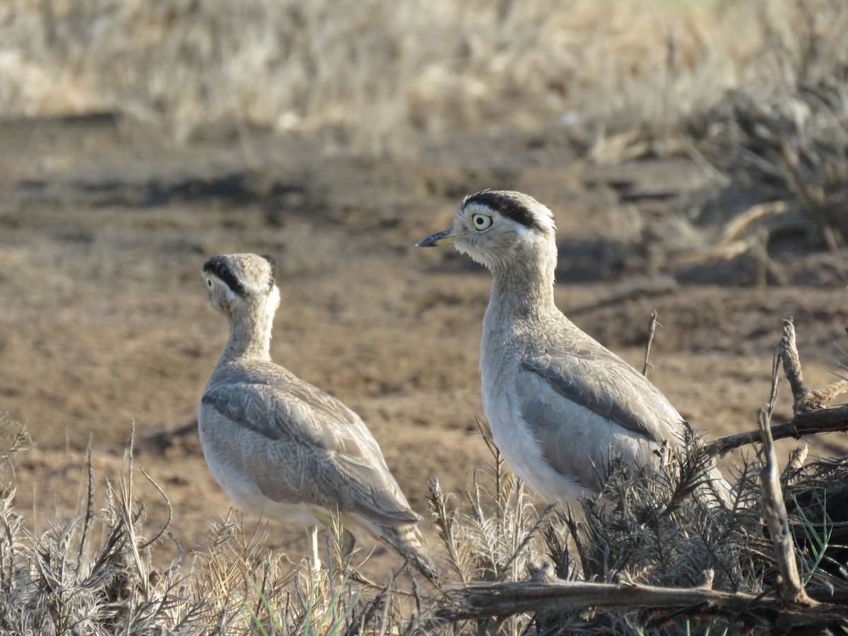 Peruvian Thick-knee - ML616697263