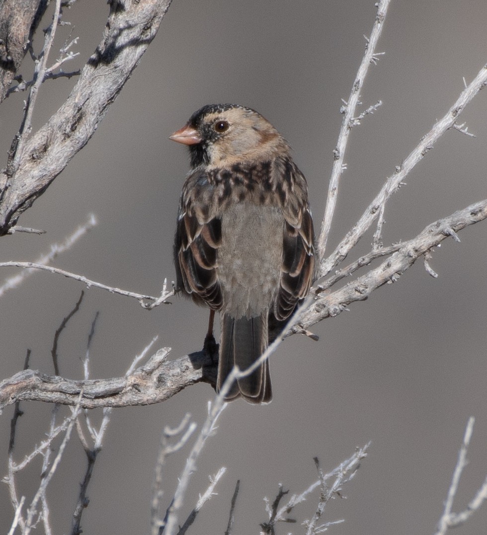 Harris's Sparrow - Brian Genge