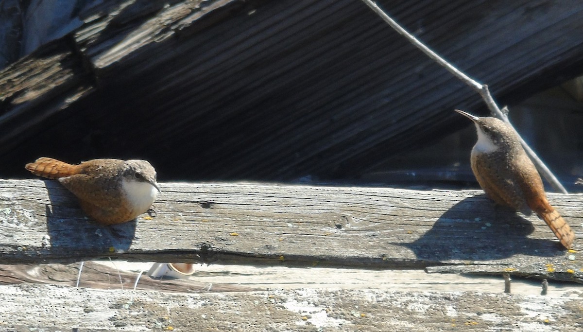 Canyon Wren - ML616697278