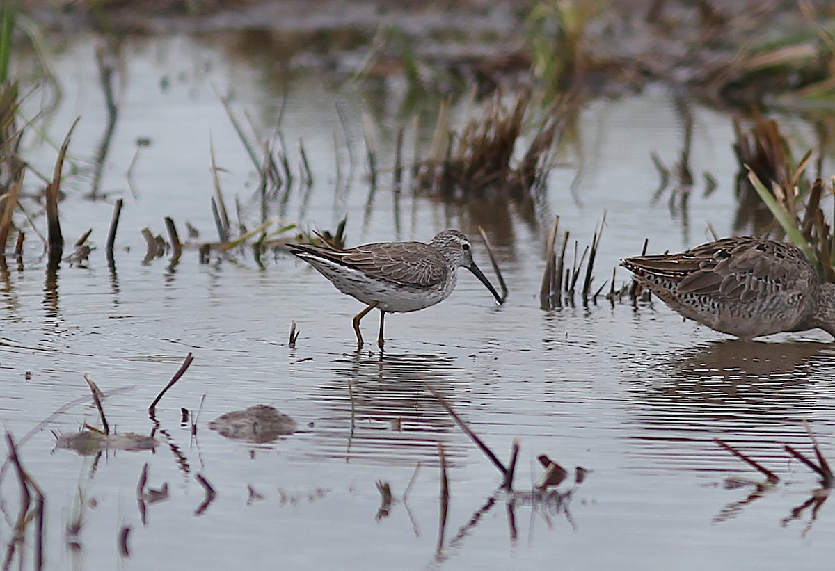 Stilt Sandpiper - Ben Sandstrom