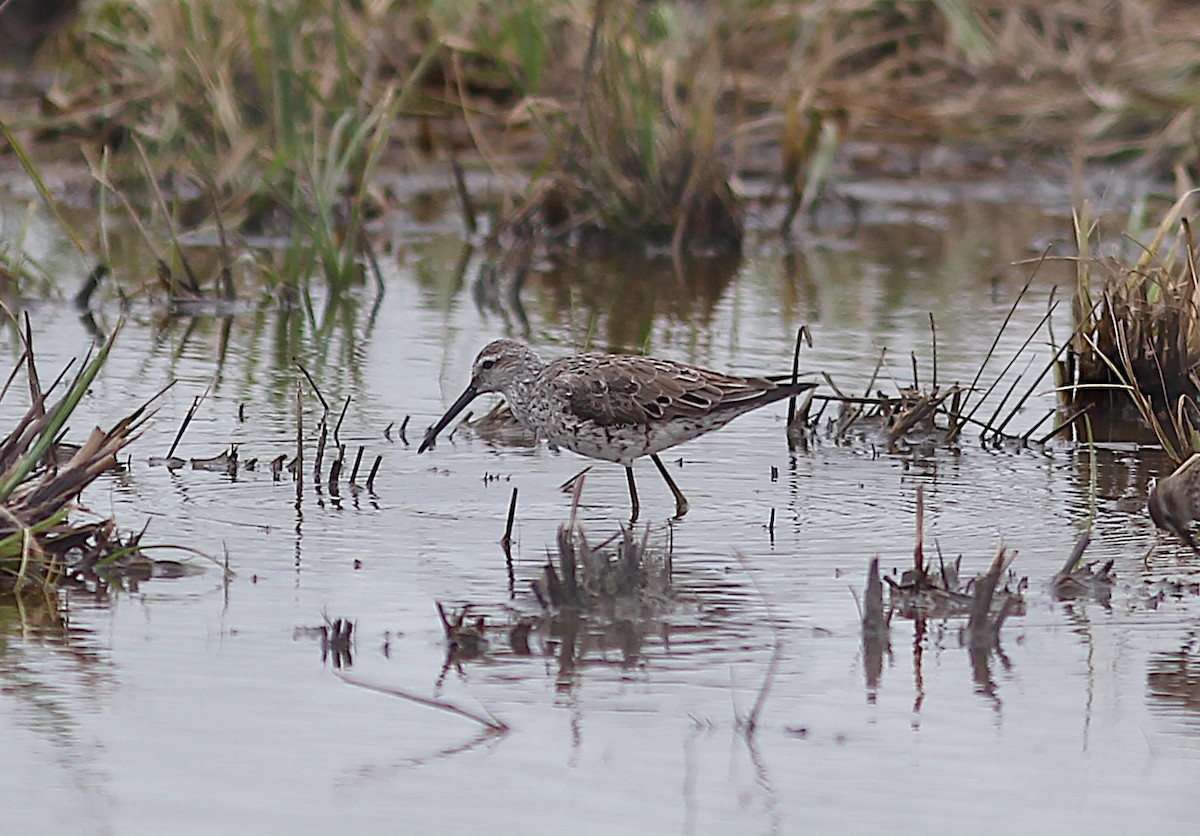 Stilt Sandpiper - ML616697299