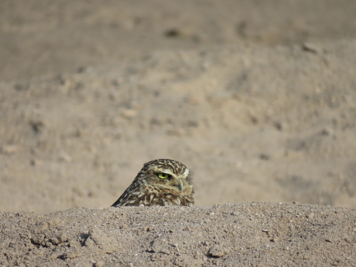 Burrowing Owl - ML616697307