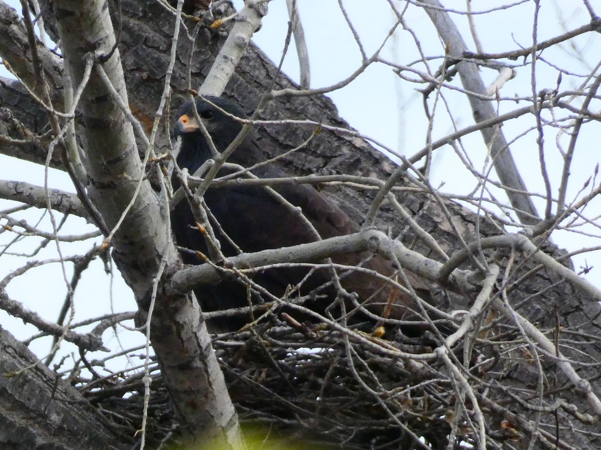 Common Black Hawk - Gabriel Wiltse