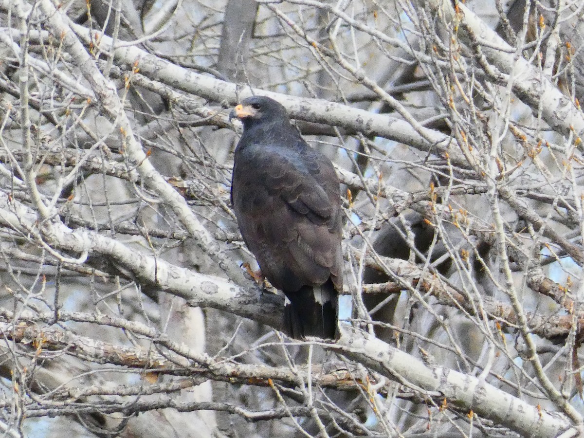 Common Black Hawk - Gabriel Wiltse