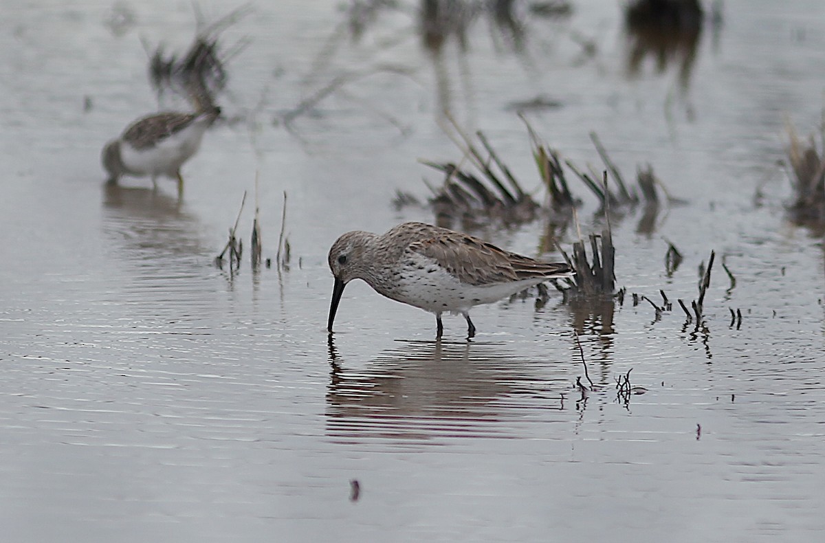 Dunlin - ML616697323