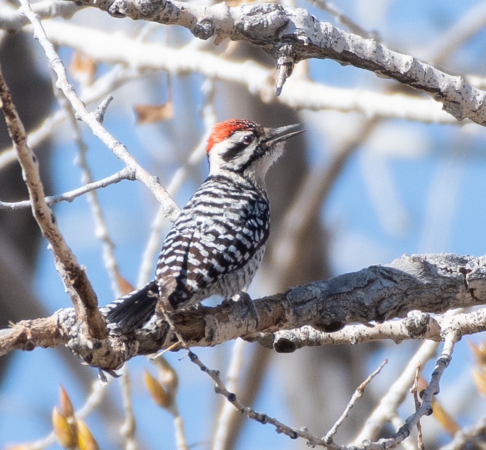 Ladder-backed Woodpecker - Brian Genge