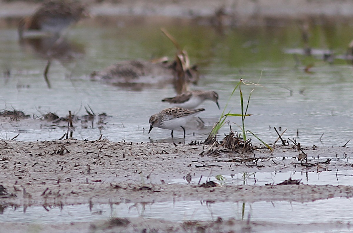 Semipalmated Sandpiper - ML616697351